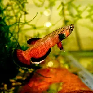 Albimarginata Betta