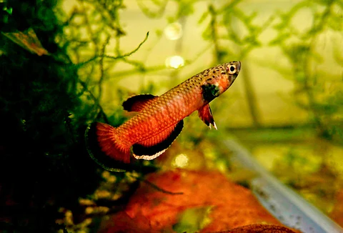 Albimarginata Betta